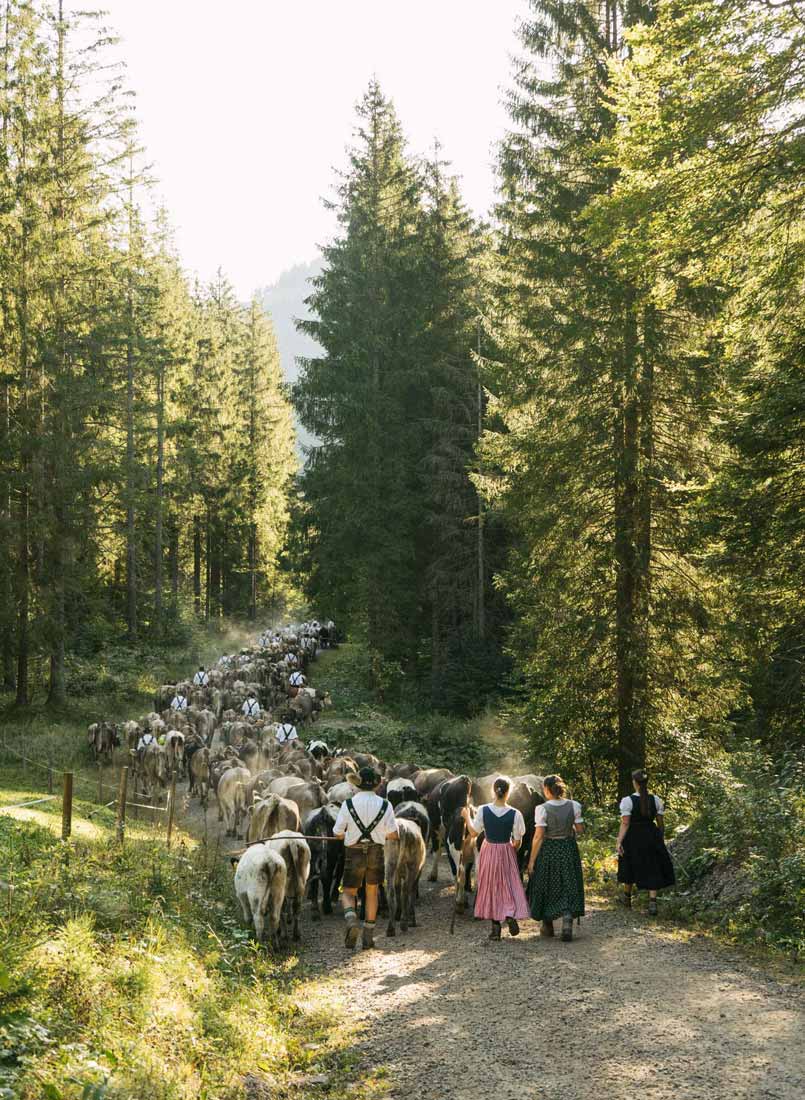 Viehscheid